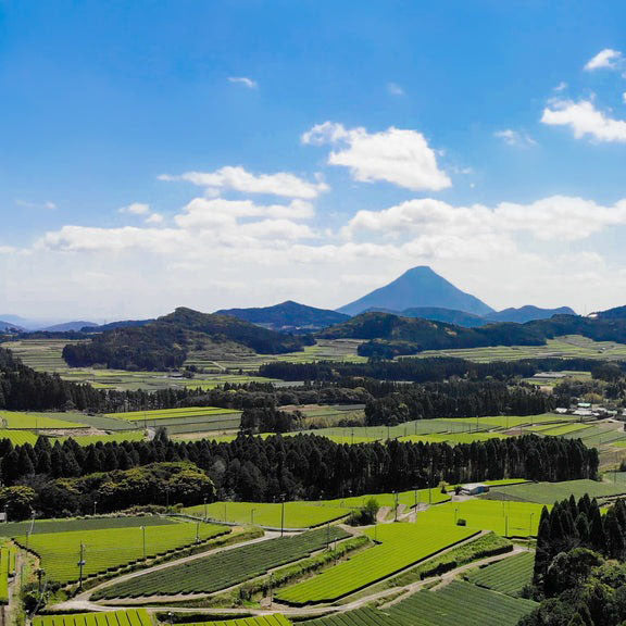 004 YABUKITA YAME やぶきた やめ